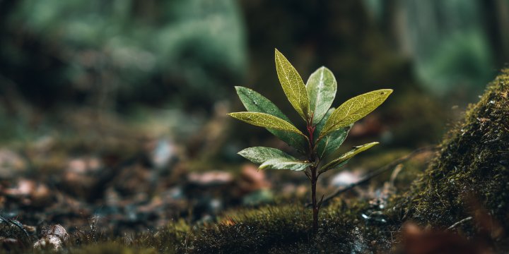 Dlaczego firmy rezygnują z dobrych decyzji zbyt wcześnie